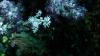 Pipefish Foto. MiD